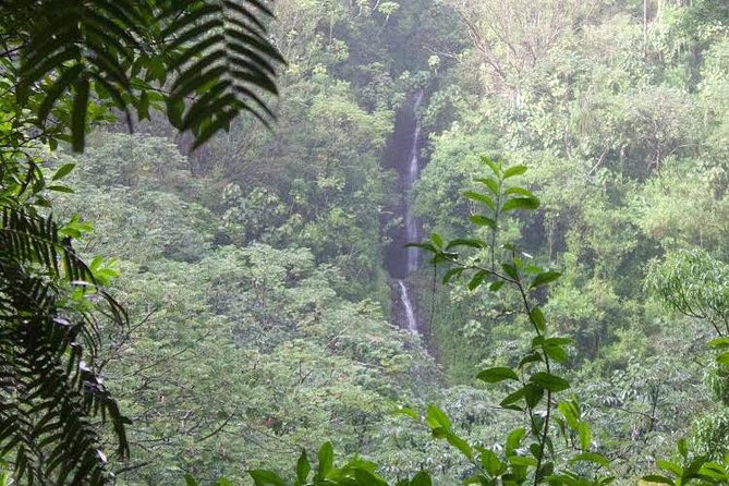 Manoa Falls Rainforest & Self-Guided Hike - The Walk to Manoa Falls: Footbridge, Small Stream, and Eucalyptus Groves