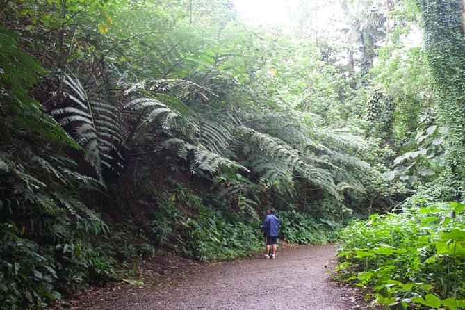 Manoa Falls Rainforest & Self-Guided Hike - Rainfall Changes Everything: When the Falls Are Thin or Strong