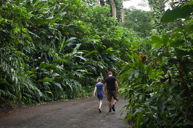 Manoa Falls Rainforest & Self-Guided Hike - Mosquitoes, Mud, and What You Should Actually Bring