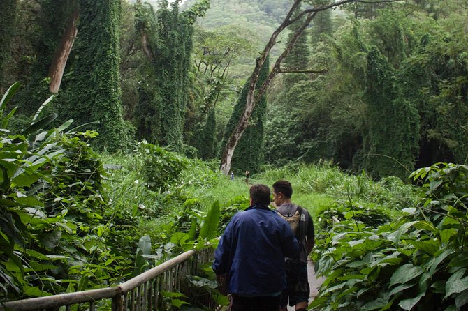 Manoa Falls Rainforest & Self-Guided Hike - Price and Logistics: What $52.99 Really Buys You