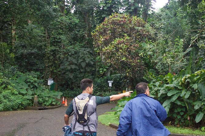Manoa Falls Rainforest & Self-Guided Hike - Self-Guided Hiking: Setting Your Own Pace in the Rainforest