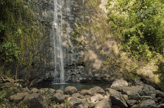 Manoa Waterfall Hike with Waikiki Pickup & Healthy Lunch - Waikiki Pickup: how the morning start really feels