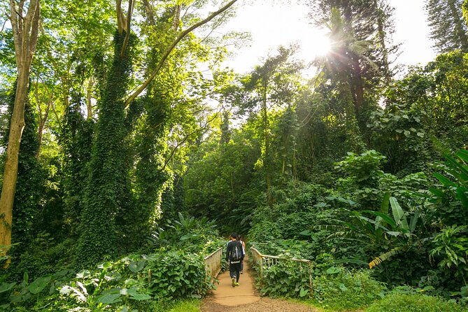 Manoa Waterfall Hike with Waikiki Pickup & Healthy Lunch - The waterfall stop: time at the base of 150-foot Manoa Falls