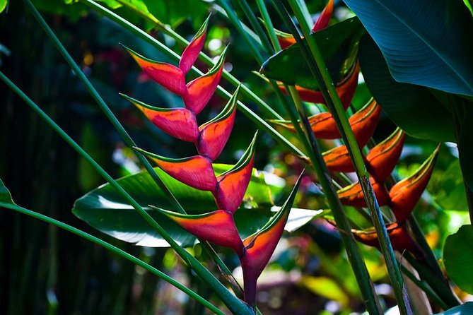Manoa Waterfall Hike with Waikiki Pickup & Healthy Lunch - What to bring: shoes, rain gear, and trail support