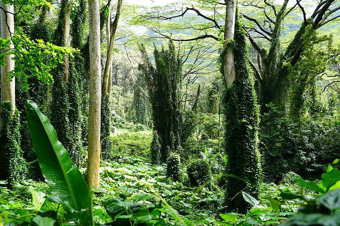 Manoa Waterfall Hike with Waikiki Pickup & Healthy Lunch - Should you book the Manoa Waterfall hike with Waikiki pickup?
