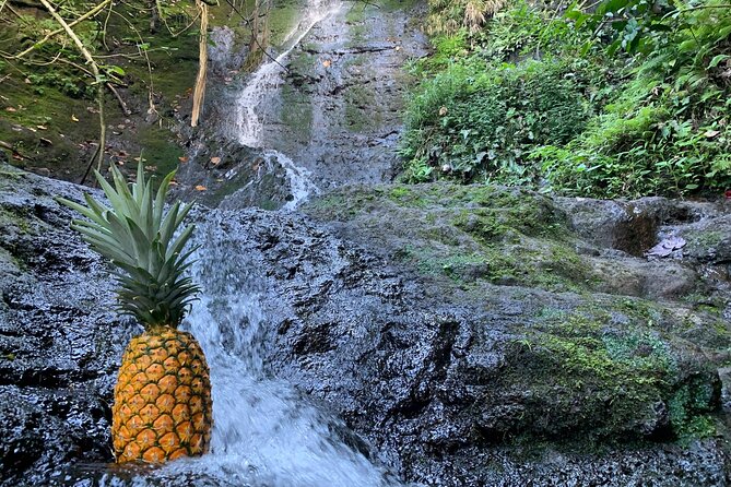 Nature Hike to Waterfall - Your Guide Troy: Friendly, Funny, and Focused on Real O‘ahu Details