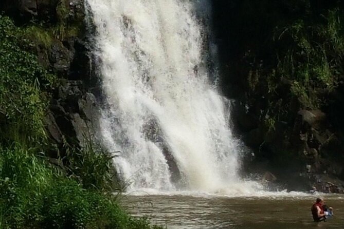 North Shore day,Waterfalls and Turtles Tour - The Guide Factor: Seamus’s Style and Sandy the Service Dog