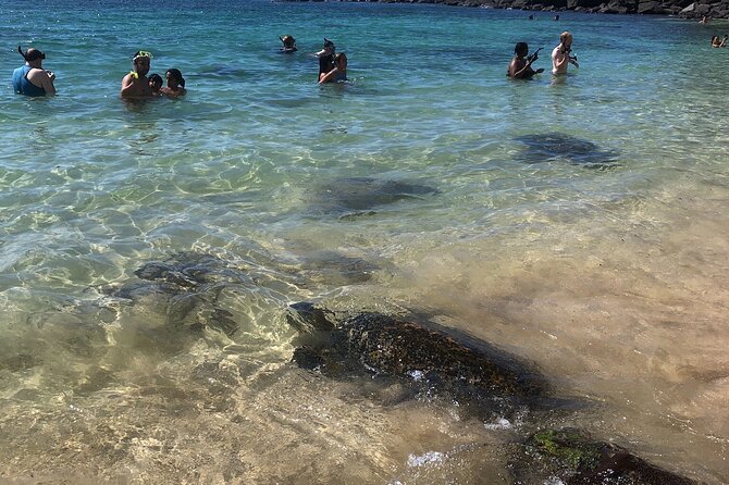 North Shore / Waimea, Falls Day & Swim with Turtles - Haliewa macadamia farm stop: a simple local break