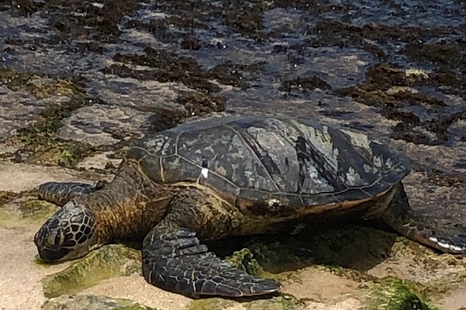 North Shore / Waimea, Falls Day & Swim with Turtles - Waimea Valley falls and gardens: the hike and the swim moment