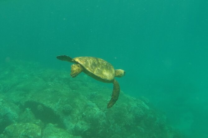 Northshore ocean adventure and circle islandJeep Tour- Guaranteed to see turtles - Haleiwa: surf-town energy to close the loop