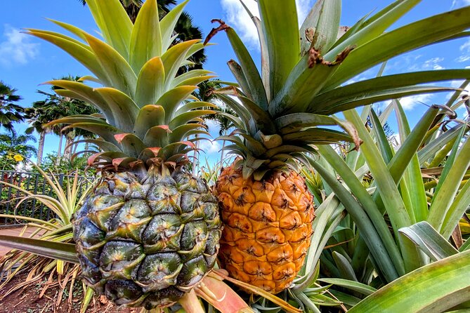 Oahu Circle Island Small Group Tour - Macadamia Nut Farm and Kualoa Area: Sampling + Film-Location Views