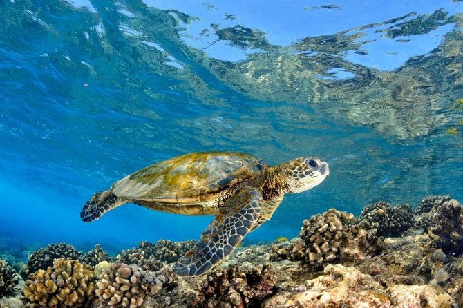 Oahu Circle Island Tour with Turtle Snorkeling— Small-Groups - Kualoa Point and Mokoli‘i: the movie-famous shoreline moment