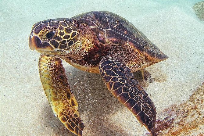 Oahu Circle Island Tour with Turtle Snorkeling— Small-Groups - Turtle Town snorkeling: gear, safety, and how to think about sightings