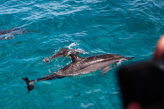 Oahu Dolphin and Snorkel Tour with Waikiki Pickup & Lunch - Dolphin search first: what West Oahu spotting really feels like