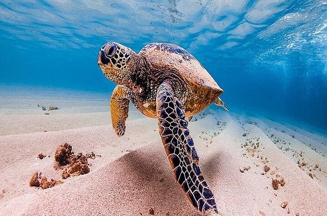 Oahu Grand Circle Island Tour Departing from Waikiki - Shark’s Cove to Waimea to Laniakea: Surf Icons and a Real Turtle Moment