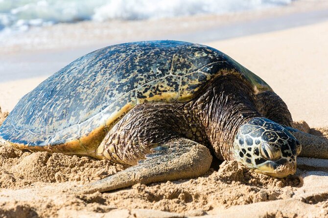 Oahu: Grand Tour Around Island 16 Locations plus Snorkeling - Price and logistics: what $109 buys you (and what it doesn’t)