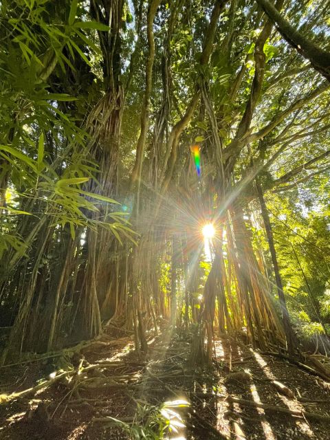 Oahu: Hidden Hawaii Waterfall Hike and Beach Tour - Key things you’ll notice on this Oahu tour