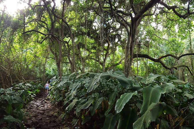 Oahu Hidden Waterfall Hike: A Tropical Paradise Adventure - Weather reality: slick trail days and what helps you stay upright