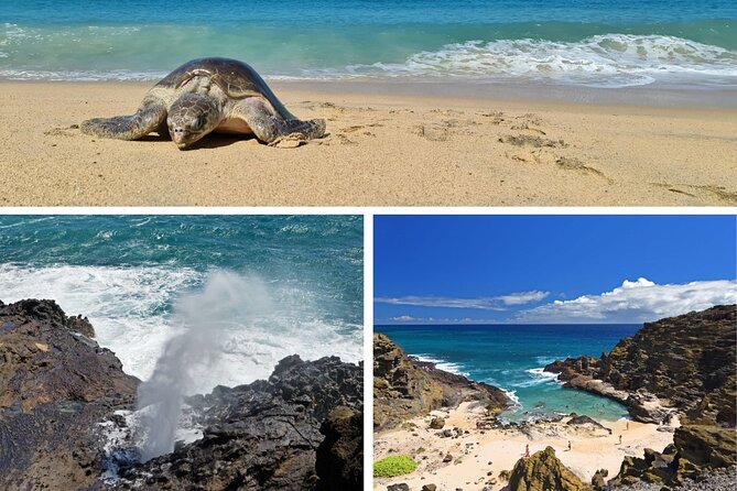Oahu Island Tour: 13 ppl Max, Snorkel at Turtle Beach + Lunch - Price and logistics: what $149 really covers