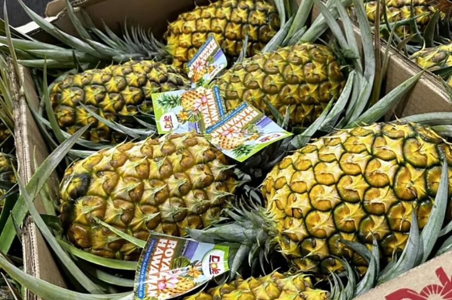Oahu: North Shore Dole Pineapple Farm Tour - Key Points Before You Go