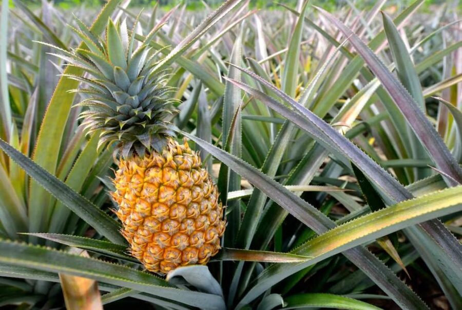 Oahu: North Shore Dole Pineapple Farm Tour - North Shore Morning: Why the Early Pickup Matters