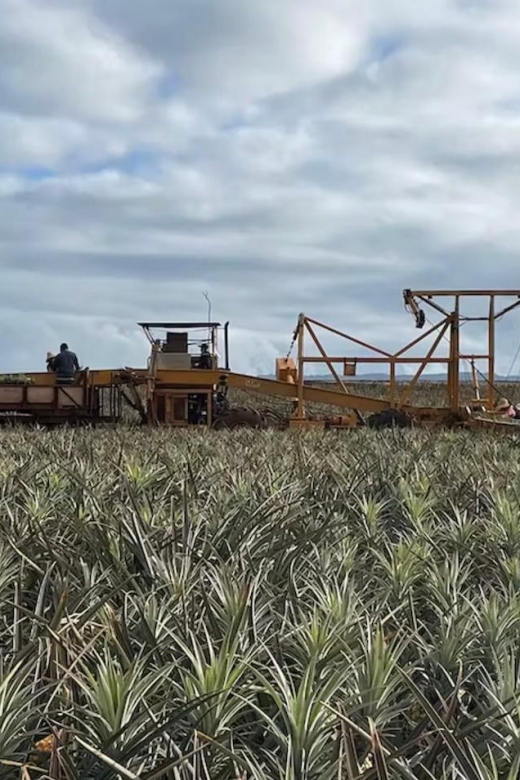 Oahu: North Shore Dole Pineapple Farm Tour - The Complimentary Royal Hawaiian Gold Pineapple