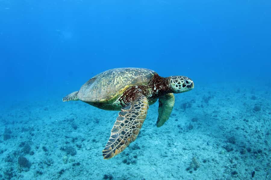 Oahu: Off road Stand-Up ATV and Sunset Snorkel Cruise - Value check: is $270 a fair deal for this much time?
