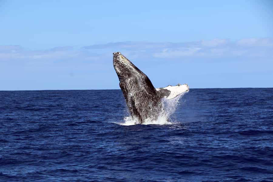 Oahu: Snorkeling & Dolphin Watch Cruise w/ Luau Style Buffet - Sunset Snorkel Timing: When the Coast Really Shows Off