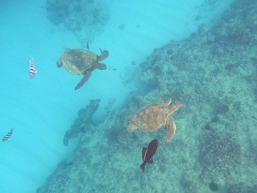 Oahu Snorkeling with Turtles, Water Scooter, Paddleboard - Oahu’s Turtle Canyon, plus an electric water scooter and paddleboard