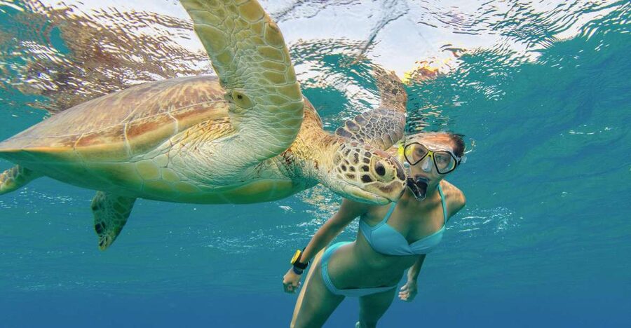 Oahu Snorkeling with Turtles, Water Scooter, Paddleboard - Price and value: is $120 worth it for turtles and equipment?