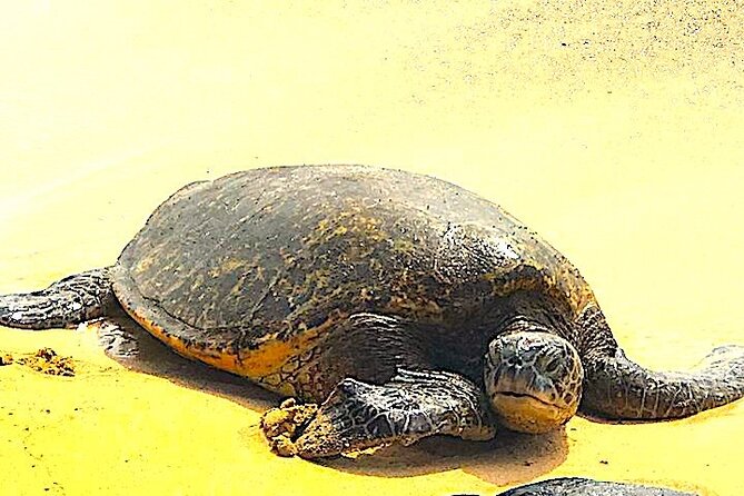 Oahu Ultimate Circle Island: 30 Spots, 10 Epic Stops - Laniakea Beach for Turtles: Best-Effort, Not a Promise