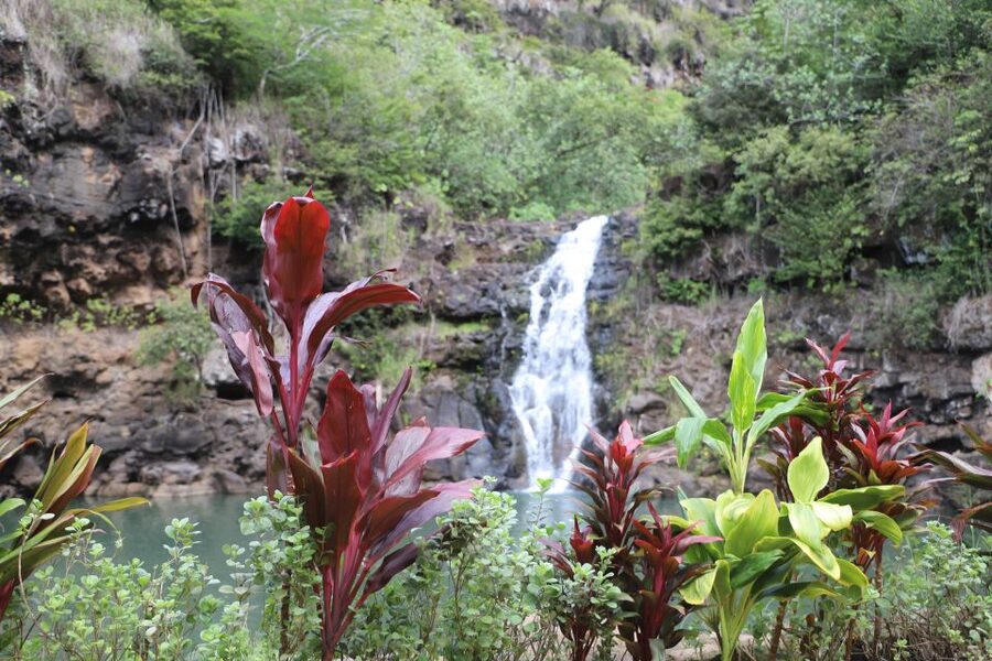 Oahu: Valley of Waimea Falls Swim & Hike with Lunch & Dole - Key Things You’ll Appreciate