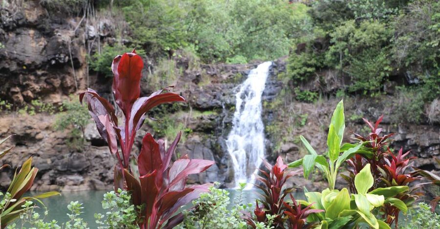 Oahu: Valley of Waimea Falls Swim & Hike with Lunch & Dole - Waimea Falls Swim: Life Jacket Help and Why Conditions Matter