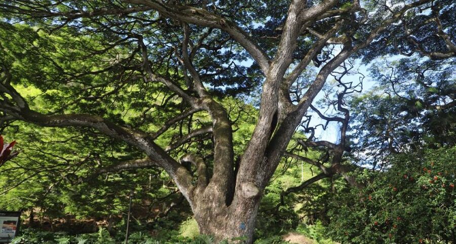 Oahu: Valley of Waimea Falls Swim & Hike with Lunch & Dole - Culture Lessons That Actually Change How You Look Around