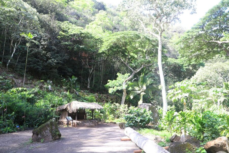 Oahu: Valley of Waimea Falls Swim & Hike with Lunch & Dole - Who Should Book This Waimea Valley Swim & Hike (and Who Should Skip)