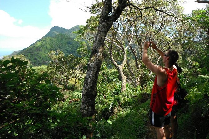 Oahu Volcanic Rainforest Hiking Adventure - Key Highlights Worth Your Time