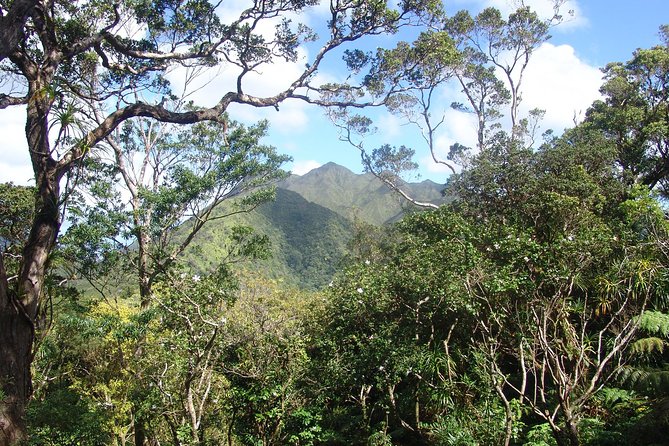 Oahu Volcanic Rainforest Hiking Adventure - How Hard Is the Hike? Distance, Time, and the Mud Truth