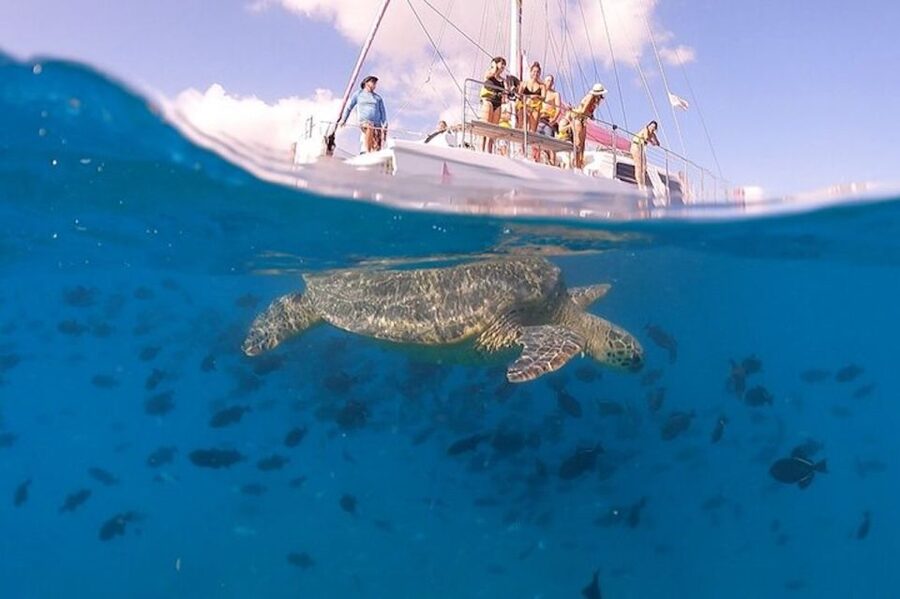 Oahu: Waikiki Turtle Snorkeling Adventure Cruise - Key Highlights You Should Care About