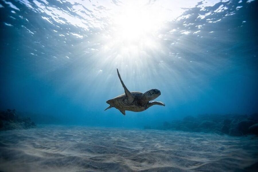 Oahu: Waikiki Turtle Snorkeling Adventure Cruise - Snorkeling With Sea Turtles: What You’ll See Under the Surface