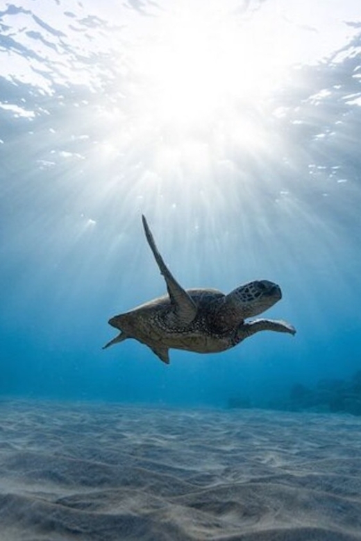 Oahu: Waikiki Turtle Snorkeling Adventure Cruise - The Possible Trade-Off: One Anchored Spot vs. Constant Moving