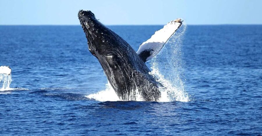Oahu: Waikiki Whale Watching Cruise - Meeting at 1025 Ala Moana Blvd: Start Smooth, Don’t Stress