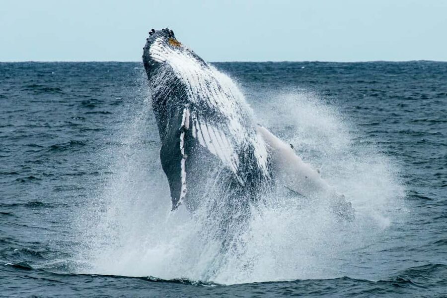 Oahu: Waikiki Whale Watching Cruise - Onboard Atmosphere: Naturalists, Music, and Snacks That Actually Help