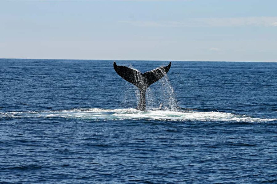 Oahu: Waikiki Whale Watching Cruise - The 2-Hour Flow: What Your Time on the Water Will Feel Like