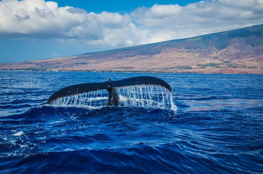 Oahu: Waikiki Whale Watching Cruise - Why the Glass-Bottom Underwater Viewing Room Changes Everything