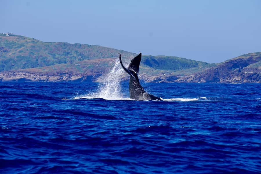 Oahu: Whale Watching Cruise Whales Guaranteed - Key points before you go