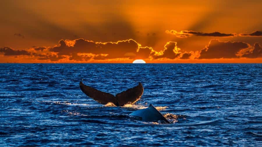 Oahu: Whale Watching Cruise Whales Guaranteed - Waikiki Beach and Diamond Head: why this route feels so worth it