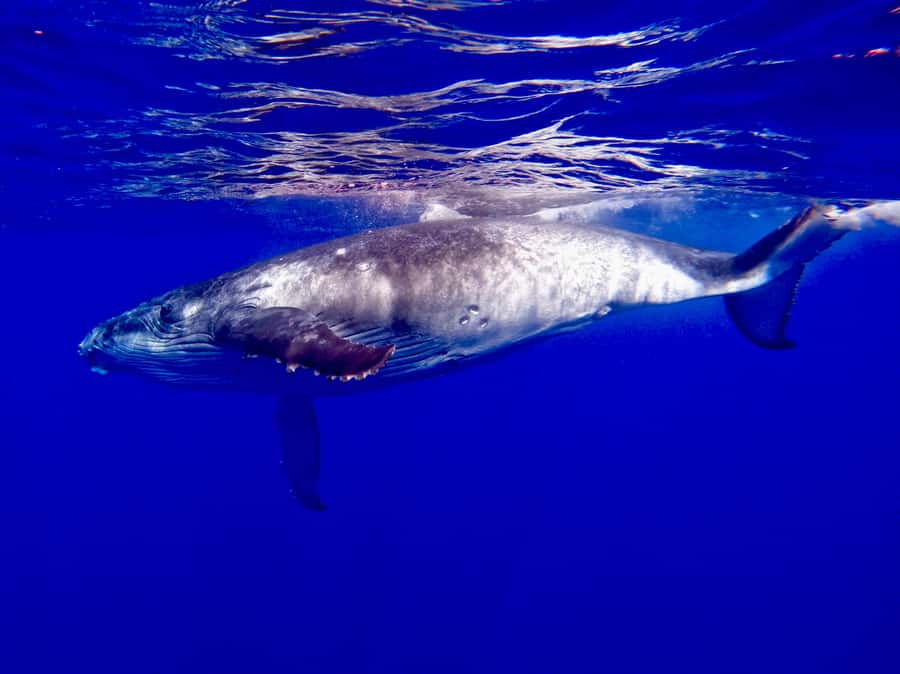 Oahu: Whale Watching Cruise Whales Guaranteed - The boat setup: double-decker viewing and what that changes
