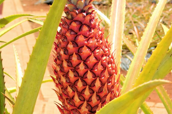 Private Half-Day Circle Island Highlights Tour in Oahu - Key highlights you’ll actually feel