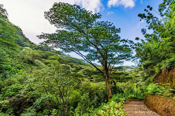 PRIVATE TOUR-Hike Diamond Head & Hawaiian Waterfall - Manoa Falls: bamboo trail, botanical calm, and a 150-foot payoff