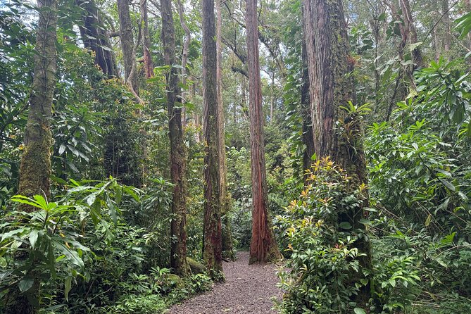 PRIVATE TOUR-Hike Diamond Head & Hawaiian Waterfall - Private tour value: what you gain when it’s just your group